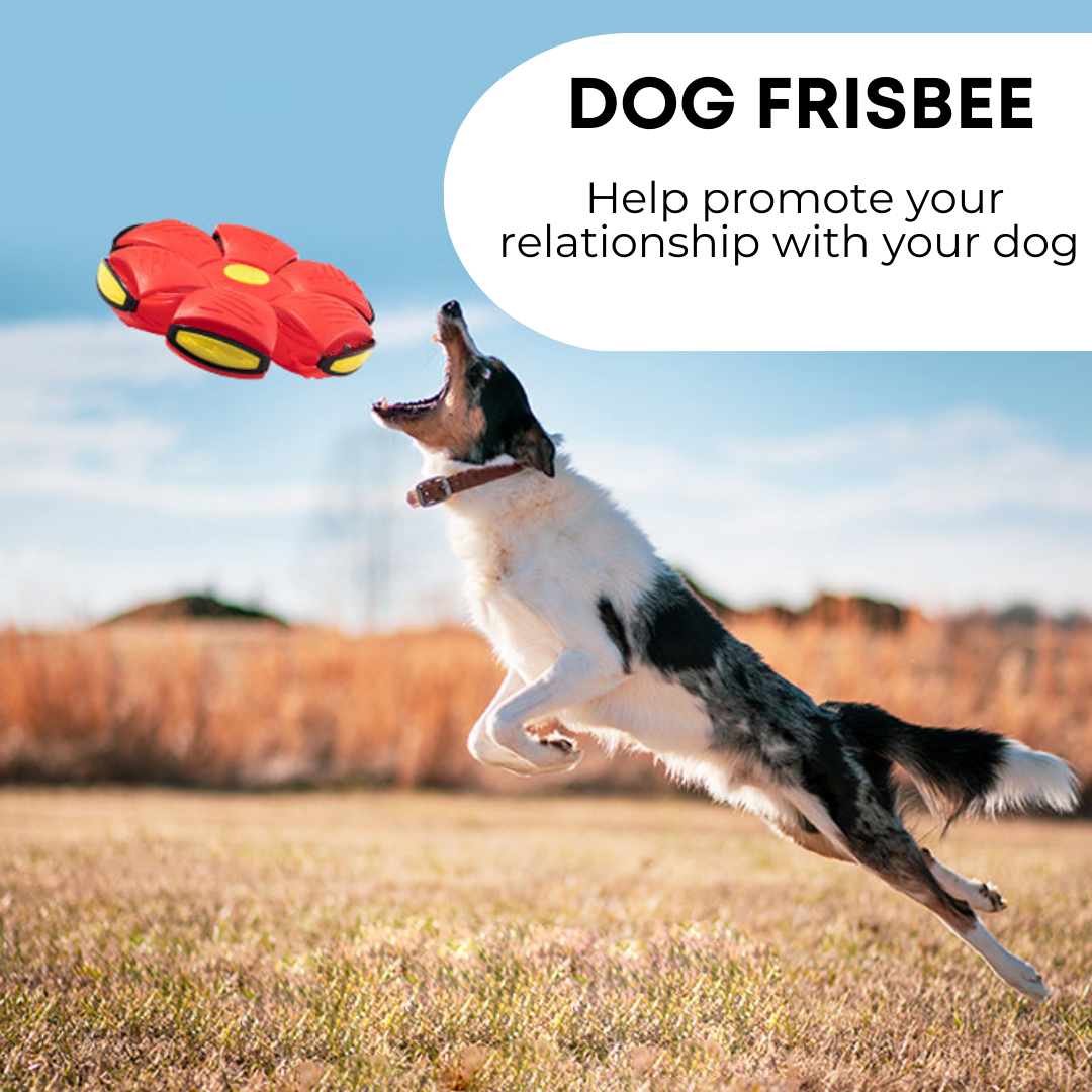 Pawtique™ Dog Frisbee